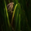 Bukacek zlutonohy - Ixobrychus sinensis - Yellow Bittern o9451